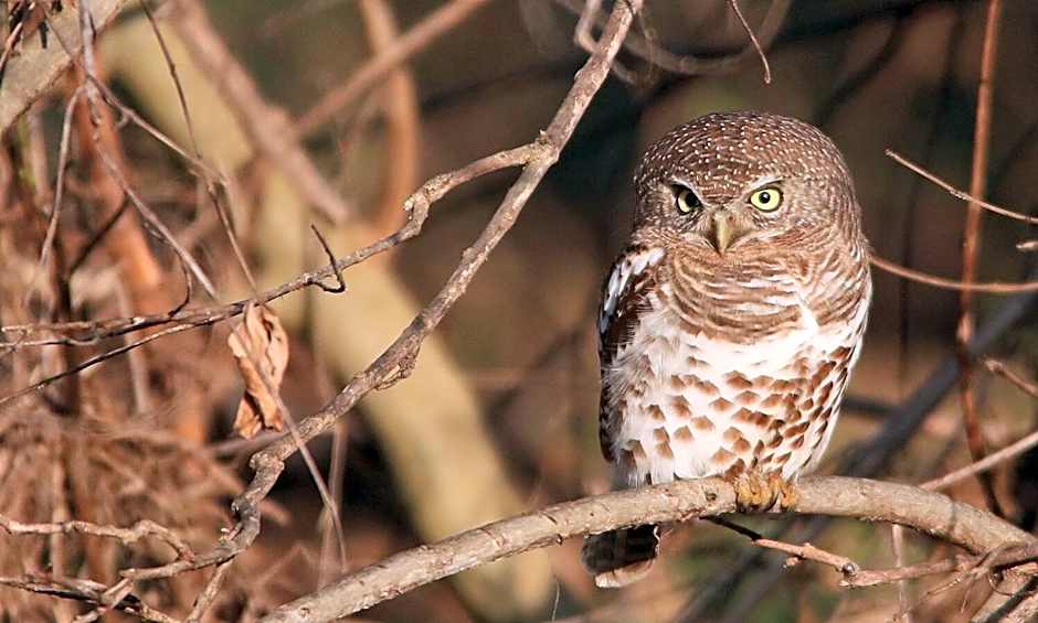 Leopard Hills Private Game Reserve