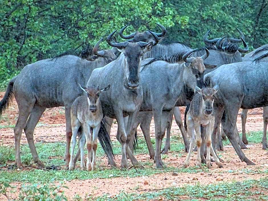 Limpokwena Nature Reserve