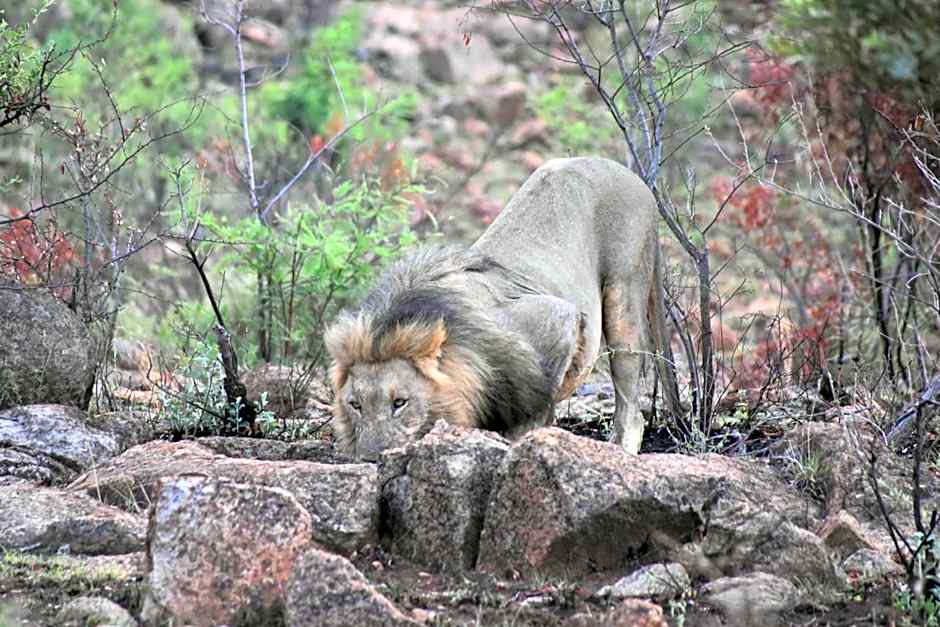 Morokolo Safari Lodge Self-catering