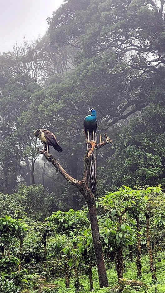 Ibex Resorts, Valparai Mistly