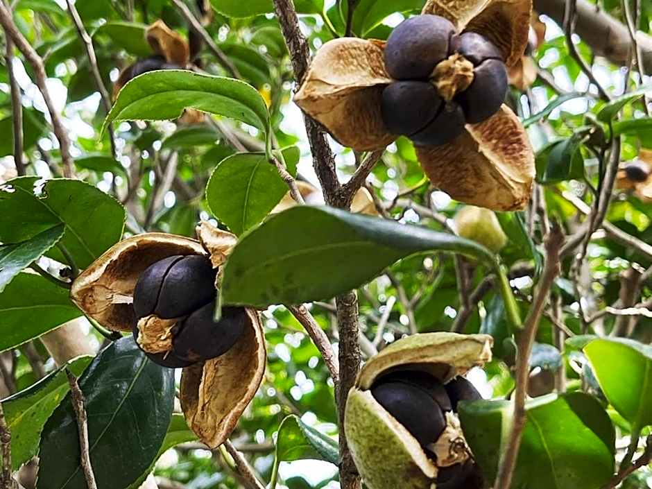 Yuraku Izu-Oshima - Vacation STAY 44735v