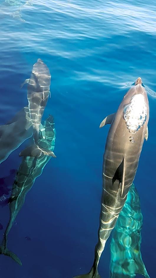 Casa De Cha Prazeres