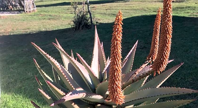 Kromrivier Farm Stays & B&B Near Addo Elephant Park
