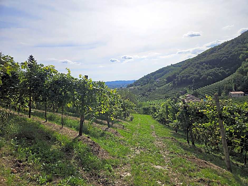 Le Zitelle di Ron