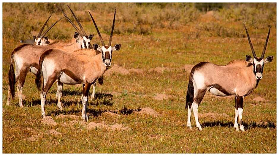 Thali Thali Game Lodge