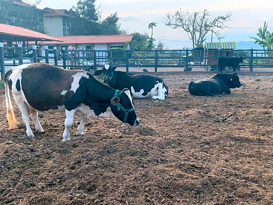 Monte Castelo Gravatá