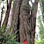 Redwood Inn