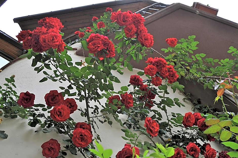 Hosteria Catalana