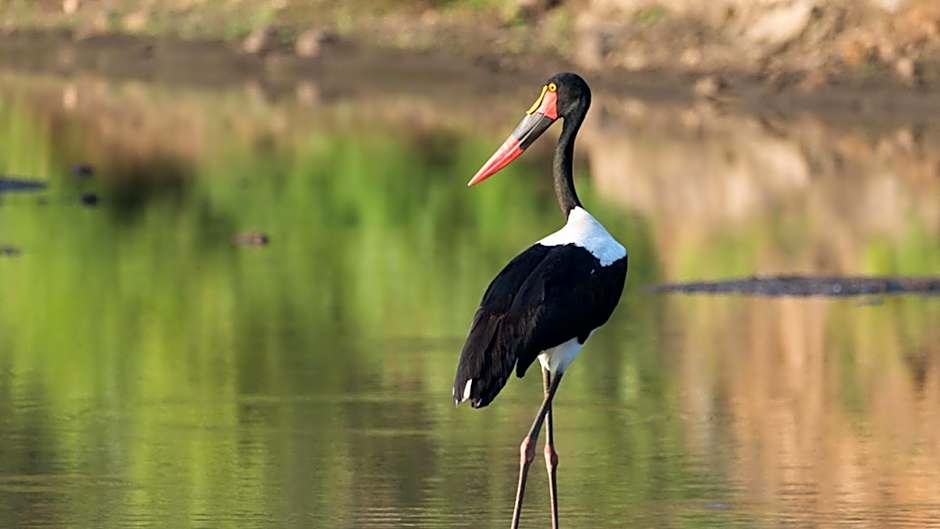 Geiger's Camp in Timbavati Game Reserve by NEWMARK