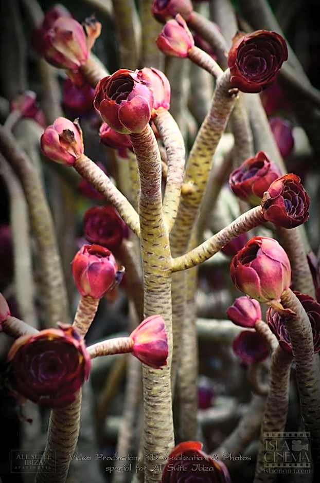 All Suite Ibiza Aparthotel