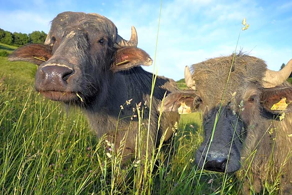 Mahorko Wein Wellness Wasserbüffel