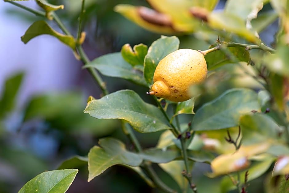 Fattoria Il Laghetto