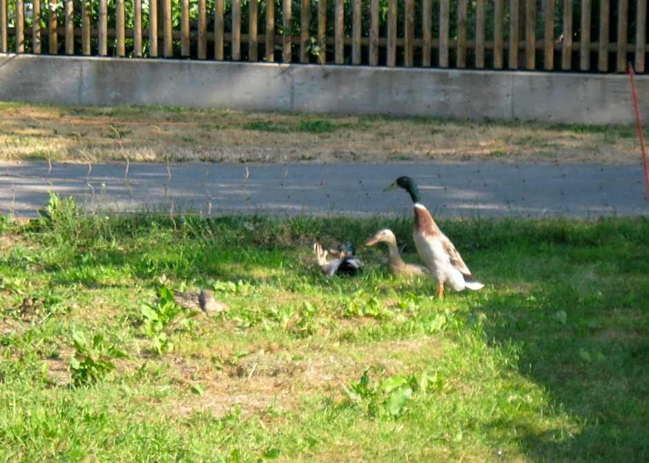 Stierstall-Suite Pension Wahlenau