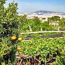 Azienda Agricola Fuocomuorto – Ercolano , CO