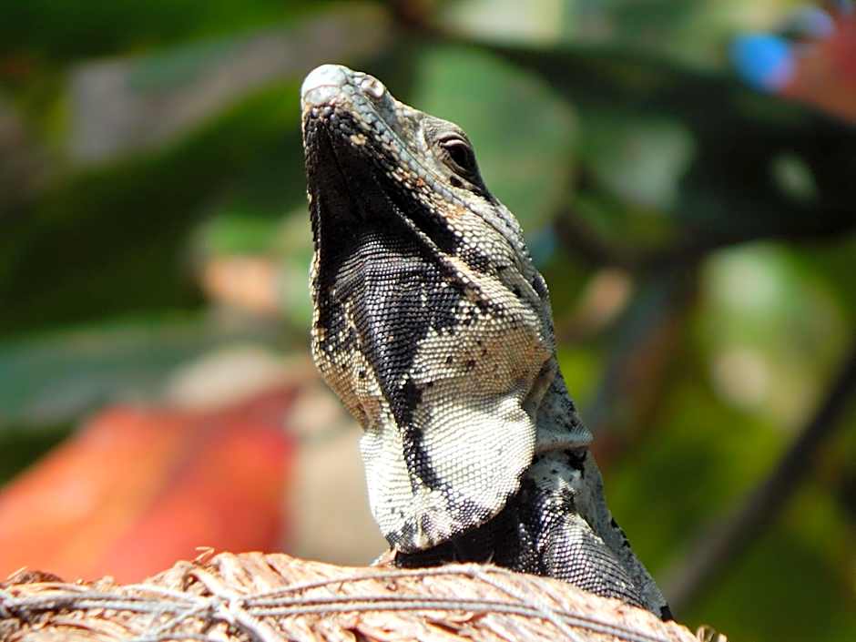 Ikarus Costa Mujeres Eco Lodge Sunset View