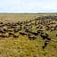 Africa Safari Serengeti Ikoma - Wildebeest migration now arrived!