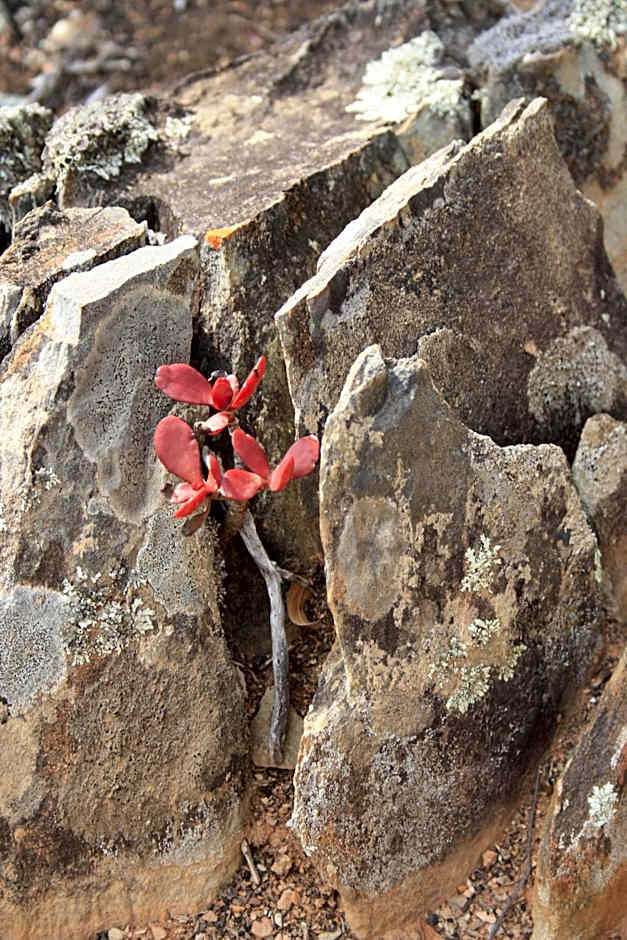 Wildehondekloof Game Lodge