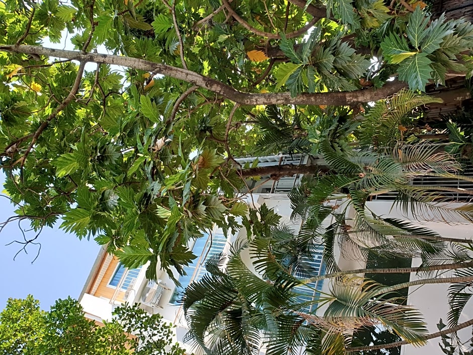 Breadfruit – Chiang Mai, IA