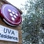 B&B - Uva Residence
