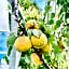 Bed Bike and Breakfast Olten