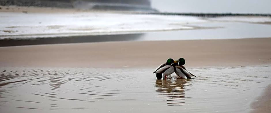 Domki Letniskowe Blue Sky 2