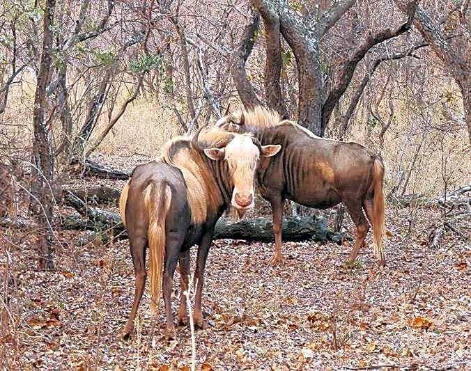 Kigeni Safari Lodge & Spa