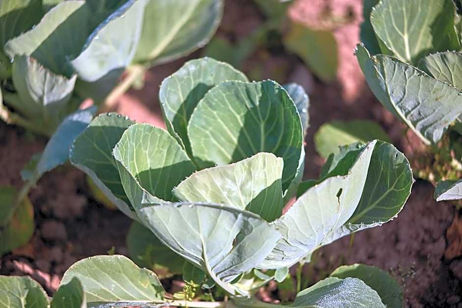 Vitalpina Hotel Magdalenahof