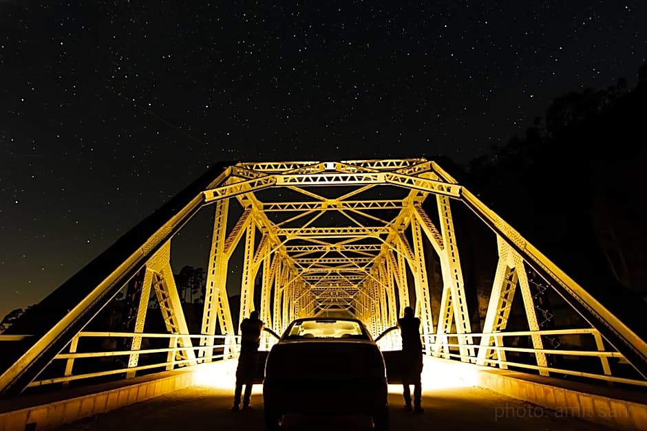 Silver fern by the Hillside