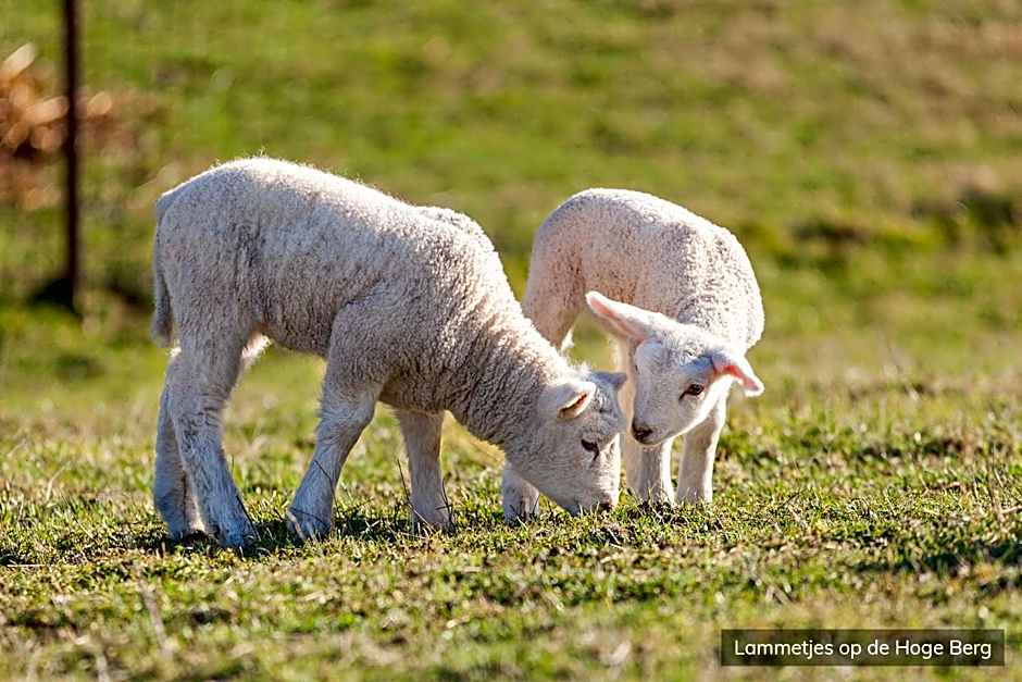 Hotel Molenbos Texel