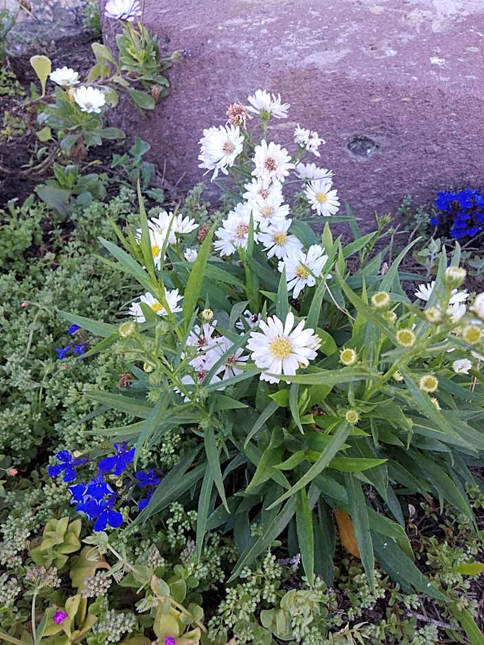 Lispusada Agriturismo Adults Only