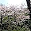Tsukimotoya Ryokan