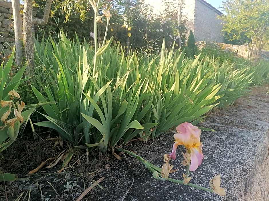 ROSAS DA GRANJA - CASA DE CAMPO