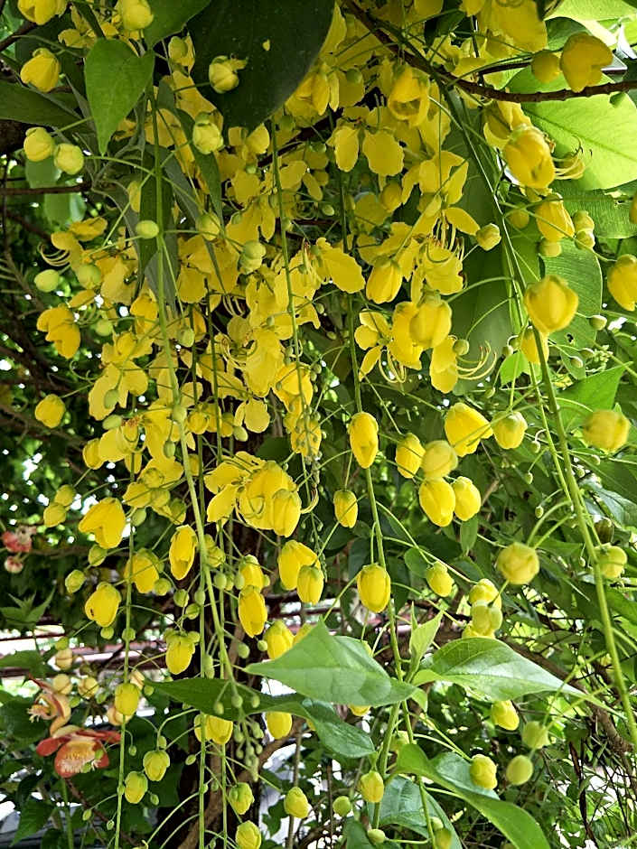 Sandy Serviced Apartment