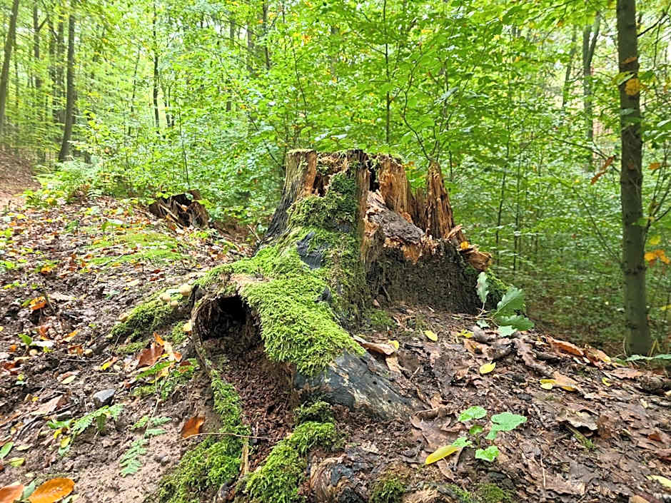 Viadrina Rooms & Apartments Frankfurt-Oder am Park im Zentrum