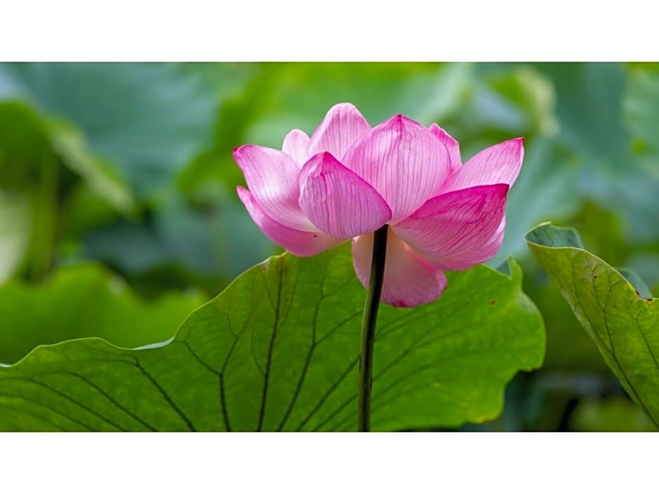 Odawara Terminal Hotel - Vacation STAY 83672v