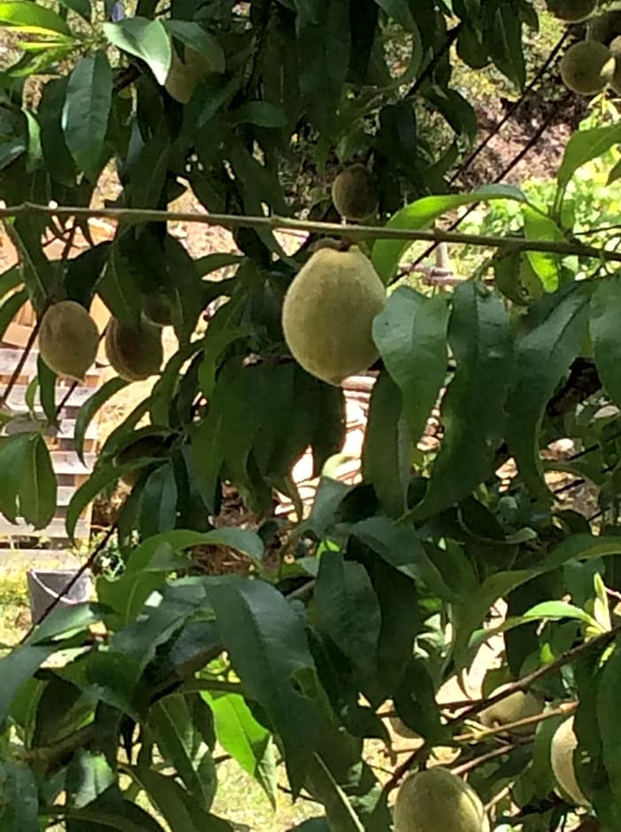 Guest Room Agro-turismo Quinta da Fonte Bed&Breakfast
