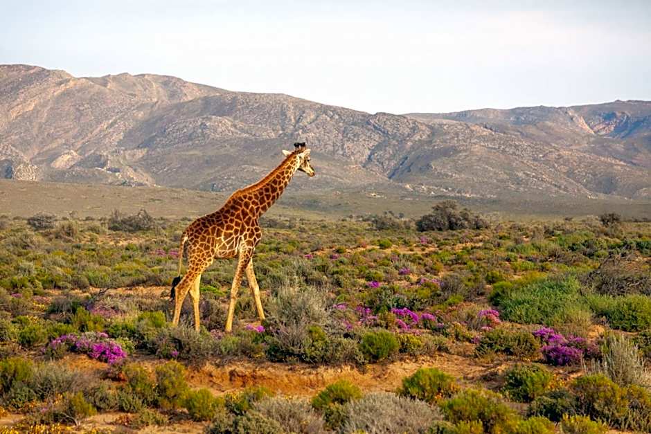Inverdoorn Game Reserve Lodge