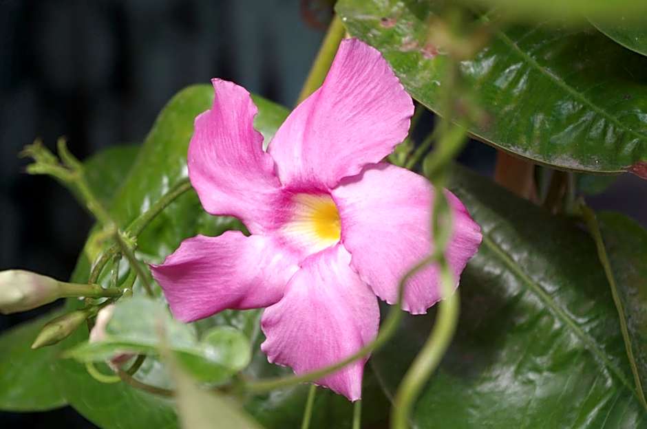 Baia Degli Aranci Suite & Apartments