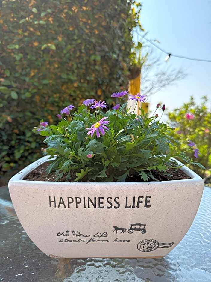 Alishan Tea Garden B&B