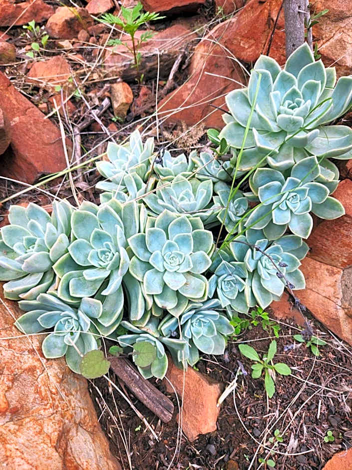 Suikerbosrant Sleep and go