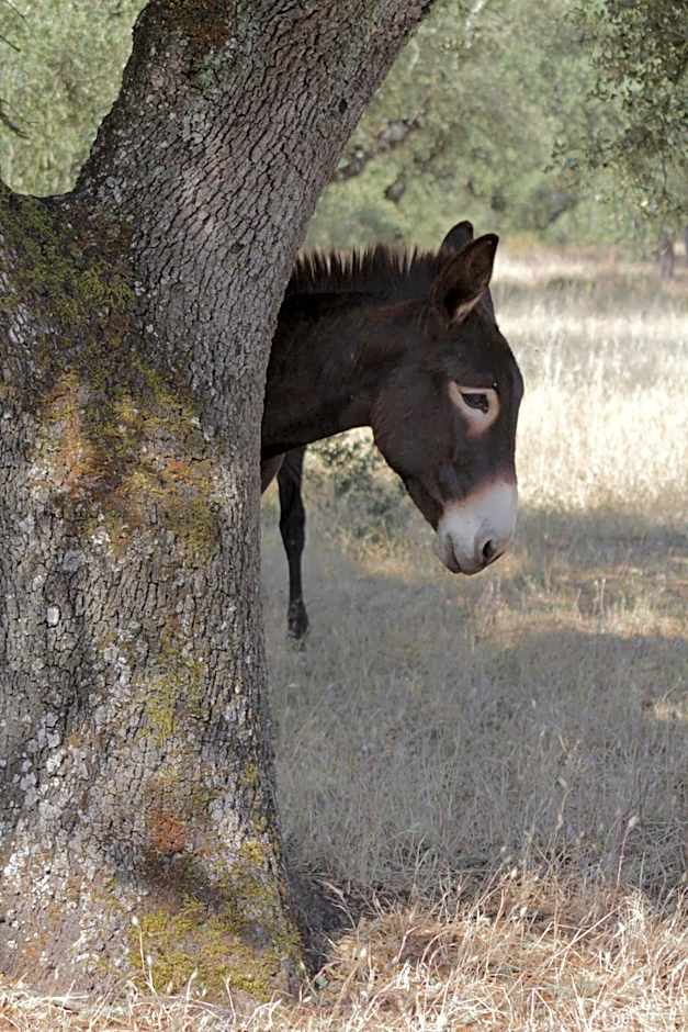 Pateo dos Solares Charm Hotel