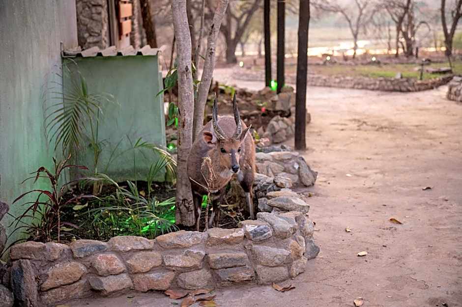 Foxy Crocodile Bush Lodge & Kruger Safari's - No Loadshedding