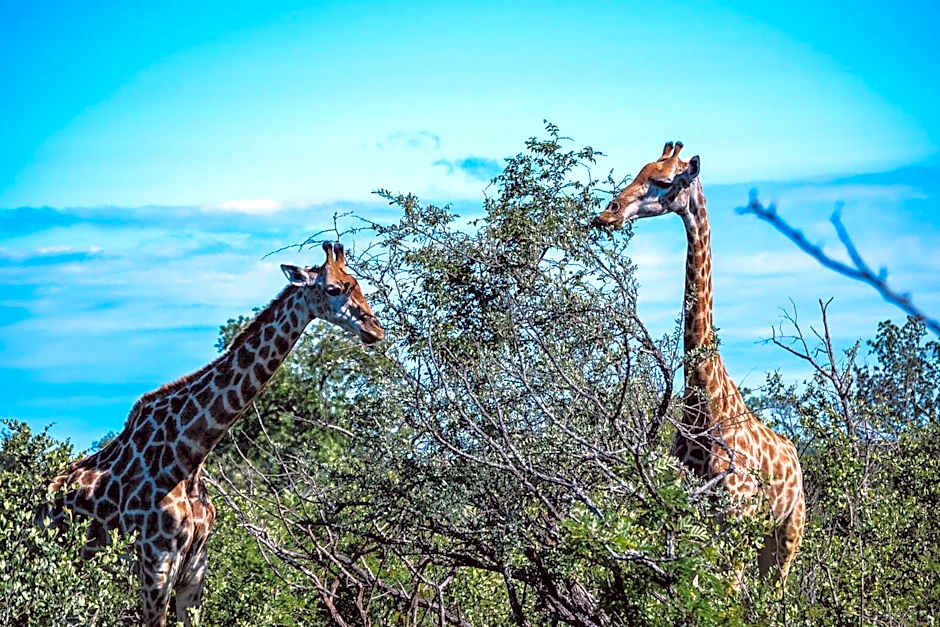 Honeyguide Tented Safari Camp - Khoka Moya