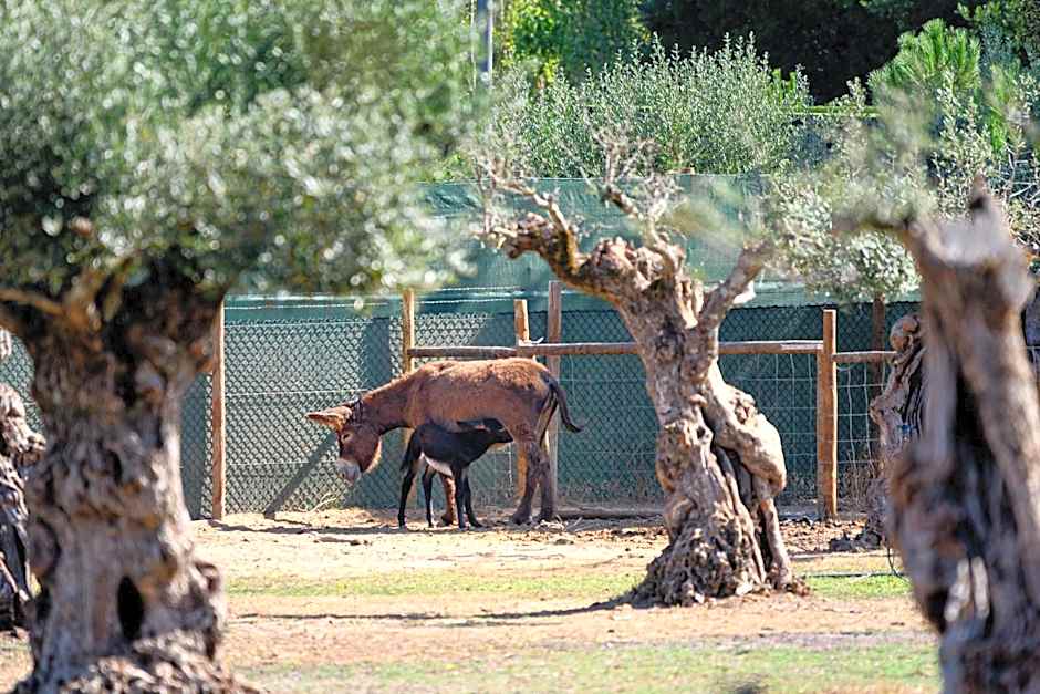 Hotel de Charme Casa da Amieira