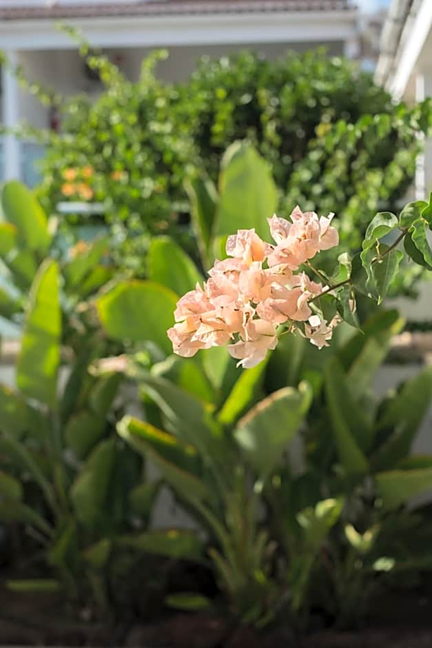 Bungalows Side Shore