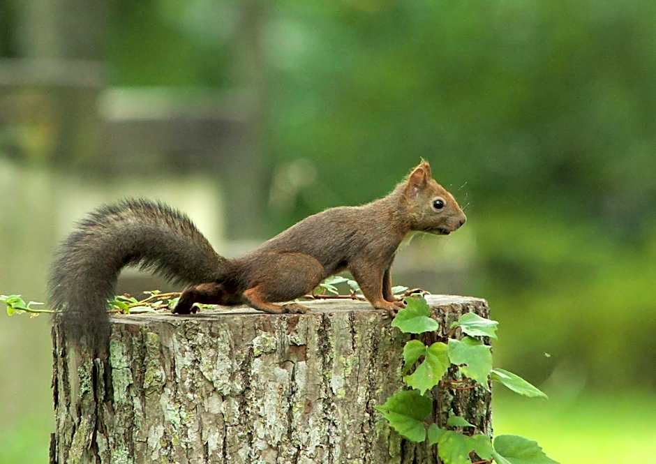 Kyukamura Shikotsuko