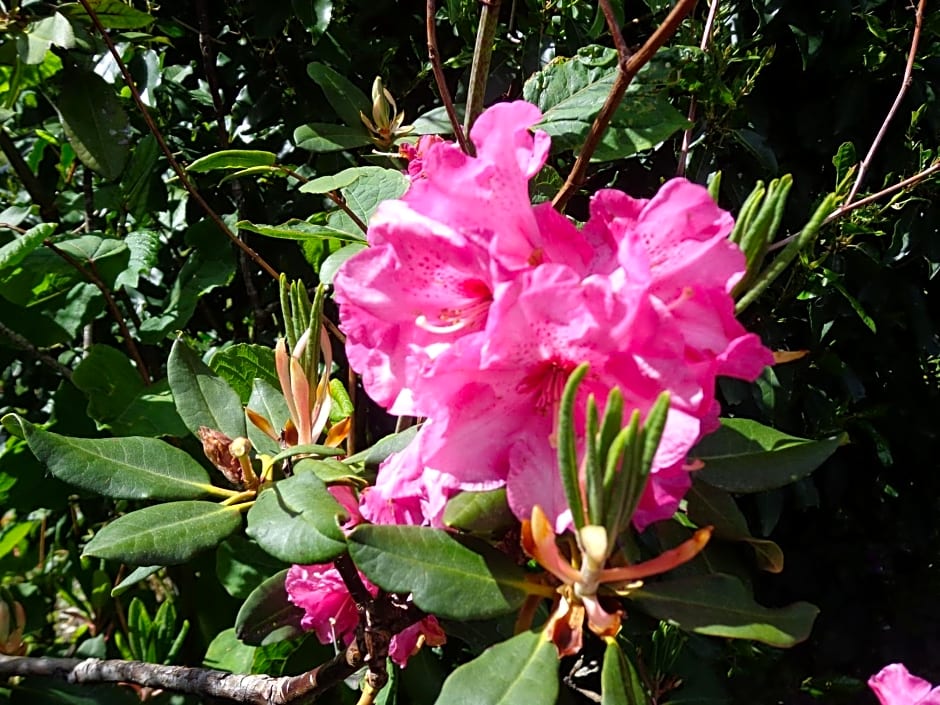 Les fleurs du Mont