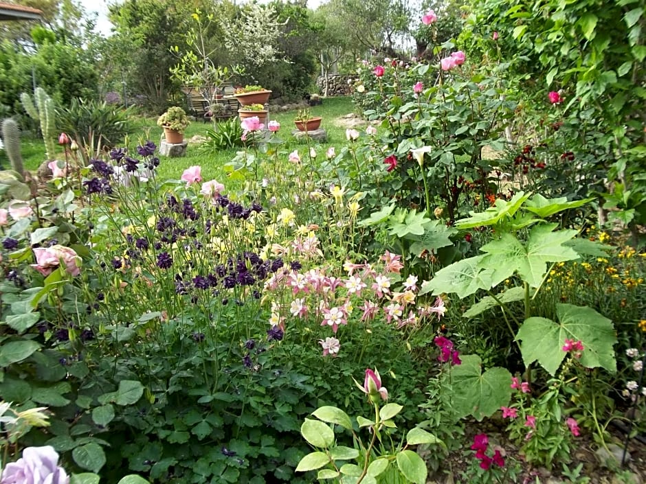 Il Vecchioliveto di Ornella