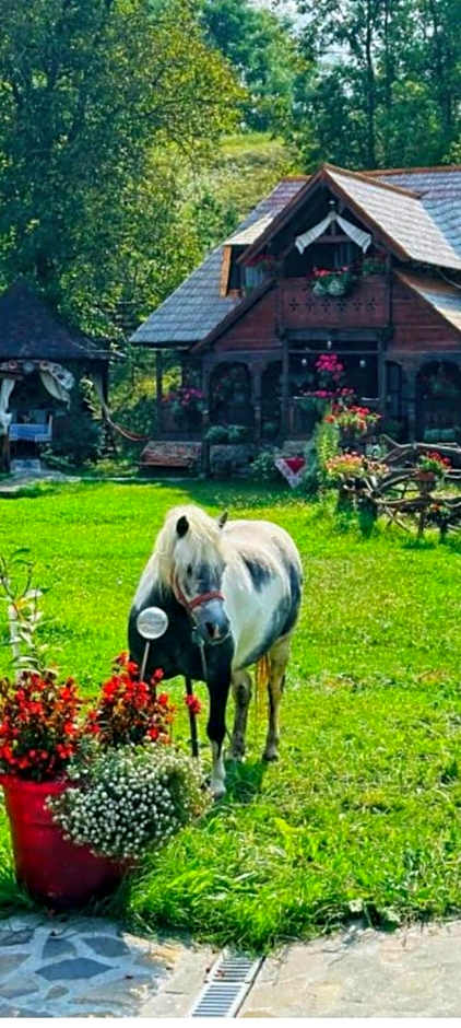 Pensiunea Rustic Oncesti