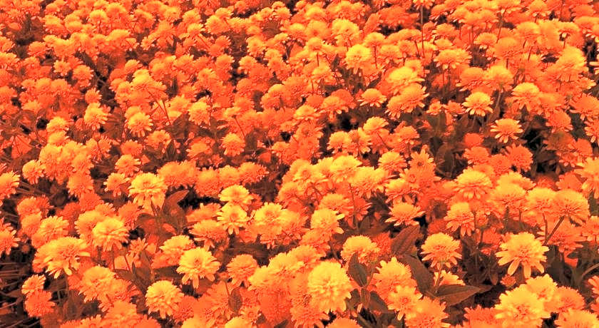 Petit Hotel Kurumi and Milk